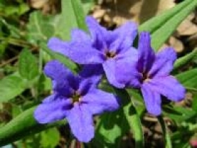 Flore
