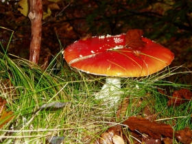 guide de la nature